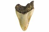 Fossil Megalodon Tooth - North Carolina #147786-2